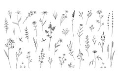 Wild flowers. Hand drawn field blooming herbs with leaves or Product Image 1