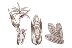 Hand drawn vintage corn. Cereal plants sketch drawing. Agric Product Image 1