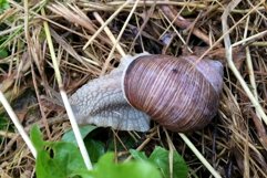 Big garden snail in shell crawling on wet road hurry home Product Image 12