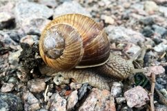Big garden snail in shell crawling on wet road hurry home Product Image 17