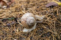 Big garden snail in shell crawling on wet road hurry home Product Image 20