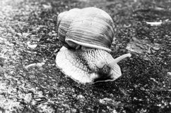 Big garden snail in shell crawling on wet road hurry home Product Image 18