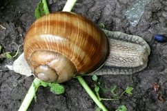 Big garden snail in shell crawling on wet road hurry home Product Image 3