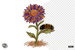 Autumn Wildflowers Meadow Clipart Product Image 1