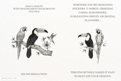 Vintage Tropical Birds Clipart Product Image 2