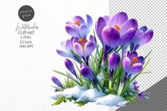 Flowers clipart, Spring clipart, Crocuses Product Image 1