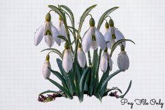 Snowdrops Clipart PNG Product Image 1