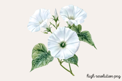 Sweet Pea Flower Watercolor Clipart PNG Product Image 1