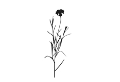 Botanical bundle - svg, png Product Image 25