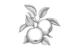 Apples branch engraving Product Image 1