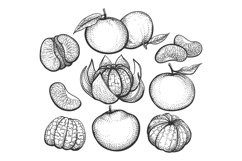 Hand drawn clementines Product Image 1