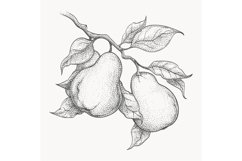 Pears on branch engraving Product Image 1