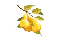 Pears on branch watercolor style Product Image 1