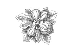 Hand drawn figs Product Image 1