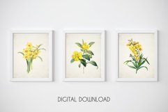 Yellow Flower Wall Art, Vintage Print Set, Wildflower Art Product Image 1