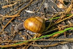 Big garden snail in shell crawling on wet road hurry home Product Image 22