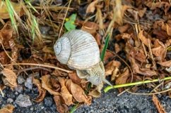 Big garden snail in shell crawling on wet road hurry home Product Image 2