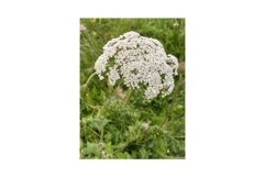 Photo of the Flower of Daucus Carota, Wild Carrot Product Image 1