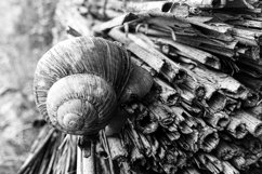 Big garden snail in shell crawling on wet road hurry home Product Image 21