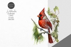 Christmas clipart, Cardinal clipart, Winter clipart Product Image 1
