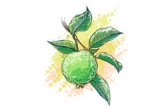 Guava watercolor sketch Product Image 1