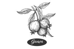 Guava branch engraving Product Image 1