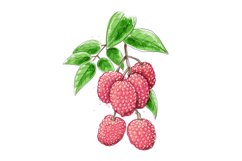 Litchi watercolor branch Product Image 1