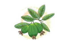 Feijoa watercolor branch Product Image 1