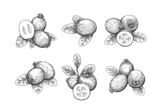 Feijoa sellowiana engraving Product Image 1