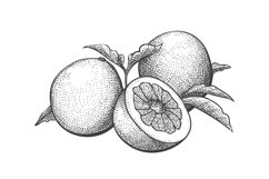 Shaddock engraving isolated on white Product Image 1