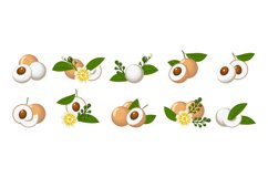 Longans fruits emblem elements Product Image 1