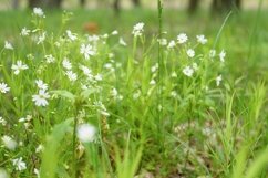 stellaria media is a wild field herbaceous plant flowers Product Image 1