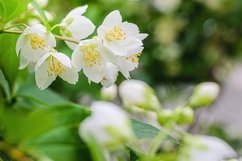 Stock Photo - Twig with white jasmine flower in spring Product Image 1