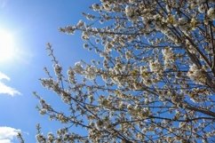 24x Beautiful backgrounds of flowering trees Product Image 21