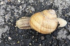 Big garden snail in shell crawling on wet road hurry home Product Image 20