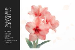 Watercolor amarylis flower sublimation clipart Product Image 1