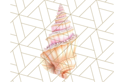 Natural Seashell Clipart PNG, Summer Nautical Beach Shell Product Image 4
