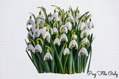 Snowdrops Clipart PNG Product Image 1