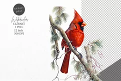 Christmas clipart, Cardinal clipart, Winter clipart Product Image 1