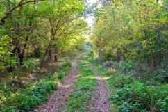 Photography on theme beautiful footpath in foliage woodland Product Image 1
