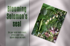 Blooming Solomon&#039;s seal Product Image 1