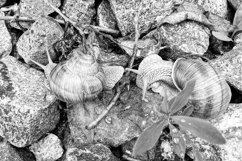 Big garden snail in shell crawling on wet road hurry home Product Image 30