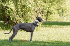 Dog breed hound Product Image 1