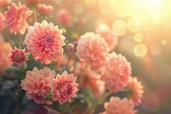 Glowing sunset on blooming dahlias Product Image 1