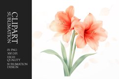 Watercolor amarylis flower sublimation clipart Product Image 1