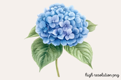 Hydrangea Watercolor Clipart PNG Product Image 1