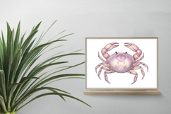 Cute Ocean Crab Pink Marine Animal Pincer PNG Summer Product Image 2