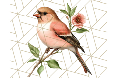 Vintage Song Bird Clipart PNG, Botanical Bird Art Clip Art Product Image 5