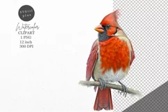 Christmas clipart, Cardinal clipart, Winter clipart Product Image 1