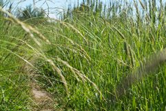 Natural green colorful rural meadow Product Image 1